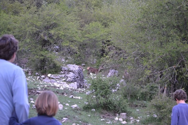 Observando la fauna